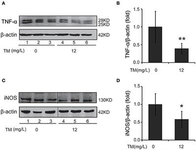 Tetrathiomolybdate Treatment Leads to the Suppression of Inflammatory Responses through the TRAF6/NFκB Pathway in LPS-Stimulated BV-2 Microglia